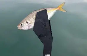 アジ
