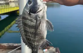 チヌ
