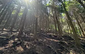 木の生えているエリア